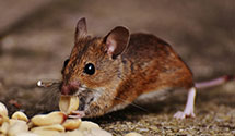 24 Hour & Emergency Exterminators in Abbeville, AL